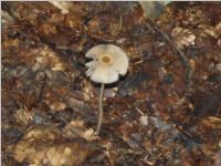 Braunhaariger Tintling1